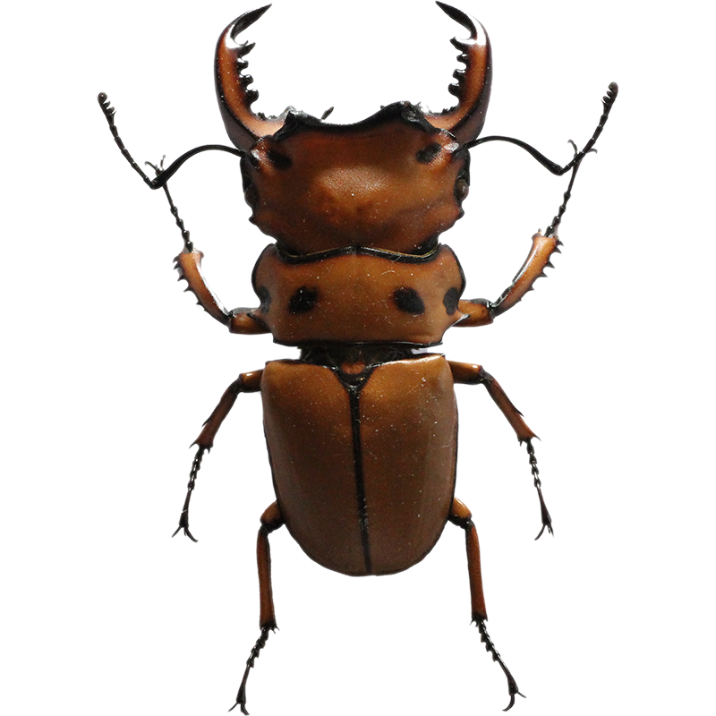 Homoderus mellyi | L’Atelier Entomo